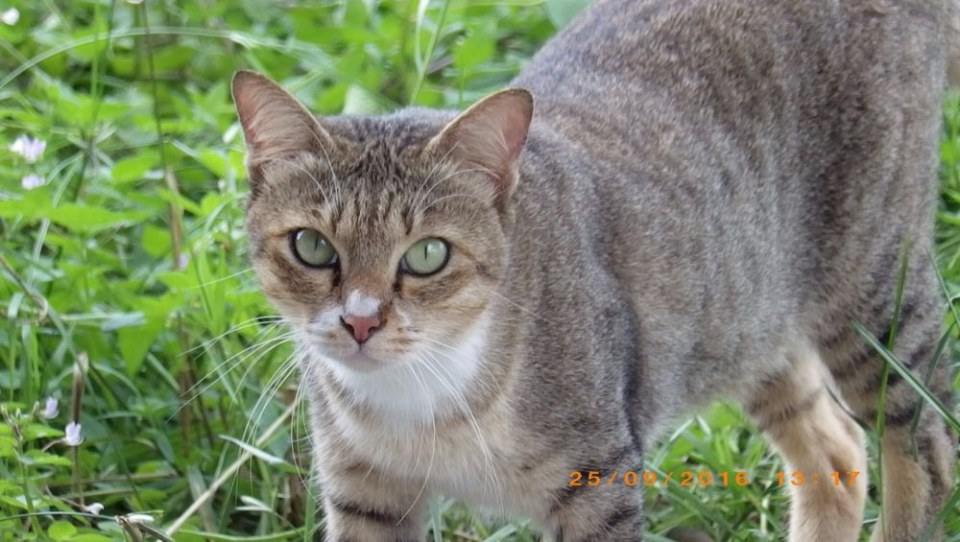 แมวไทย Cat in Thailand