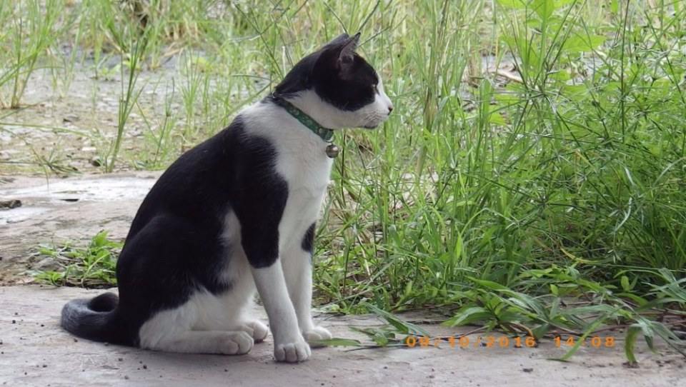 แมวไทย Cat in Thailand