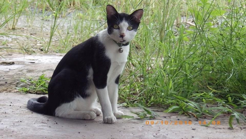 แมวไทย Cat in Thailand