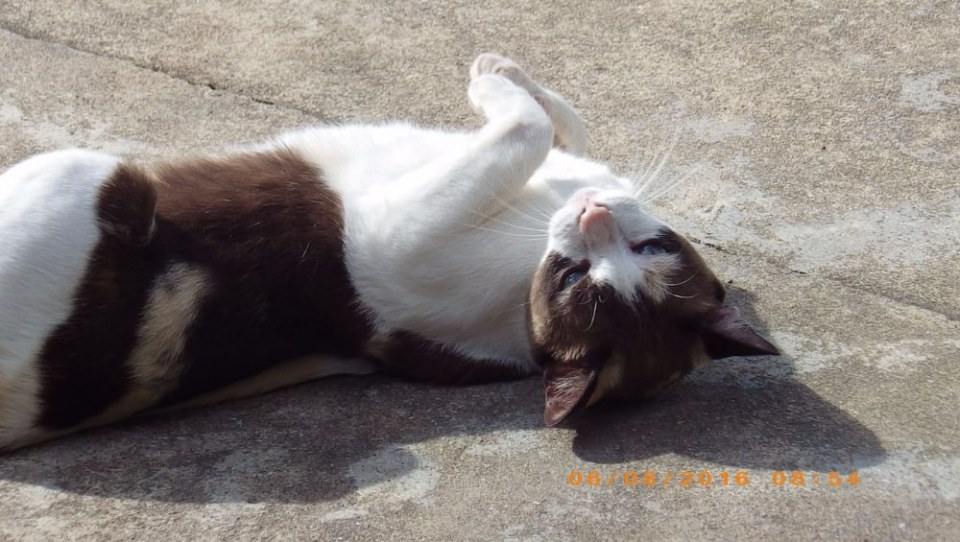 แมวไทย Cat in Thailand