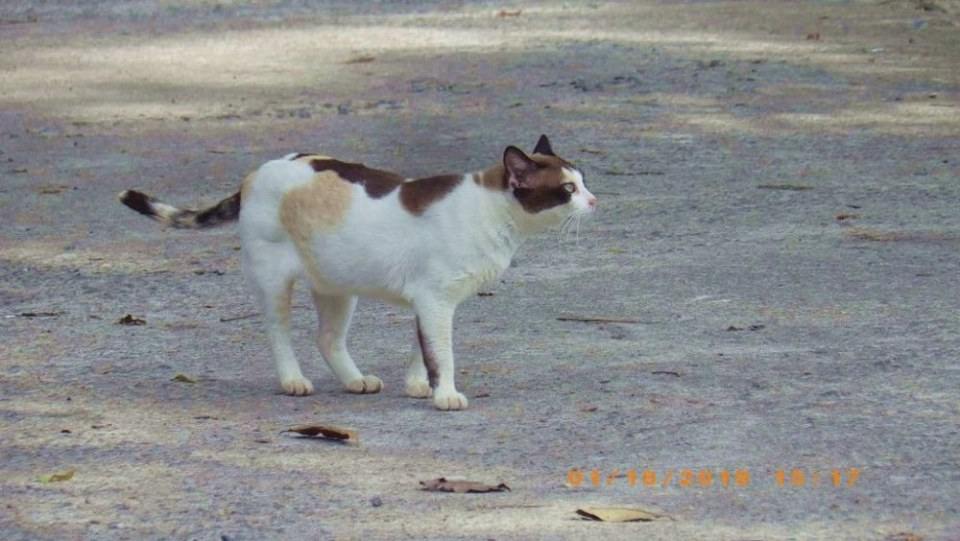 แมวไทย Cat in Thailand