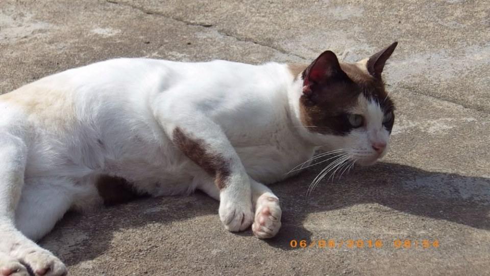 แมวไทย Cat in Thailand