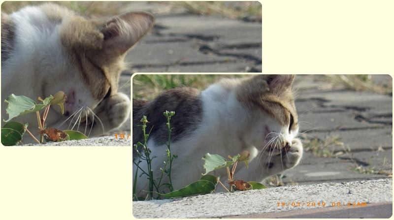 แมวไทย Cat in Thailand