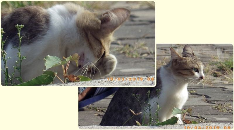 แมวไทย Cat in Thailand