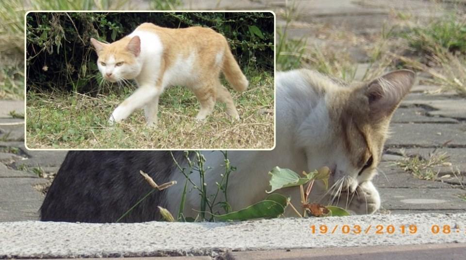 แมวไทย Cat in Thailand