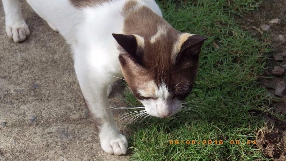 แมวไทย Cat in Thailand