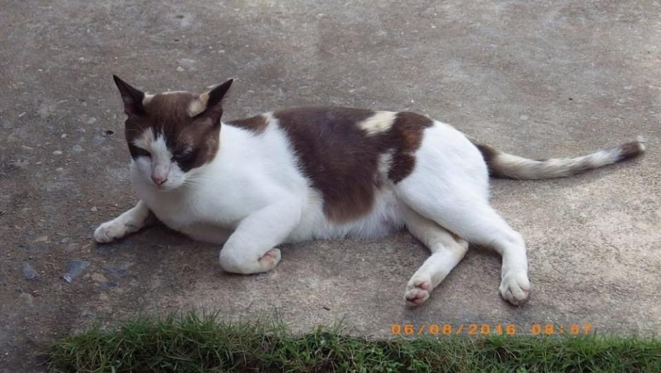 แมวไทย Cat in Thailand