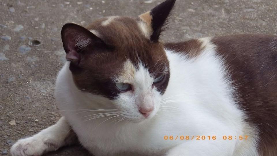 แมวไทย Cat in Thailand