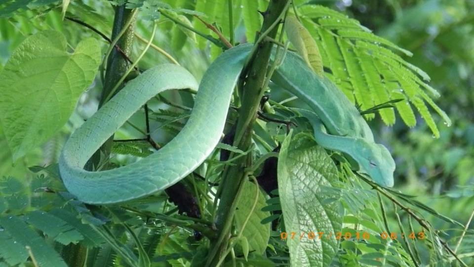 Green Snake งูเขียว