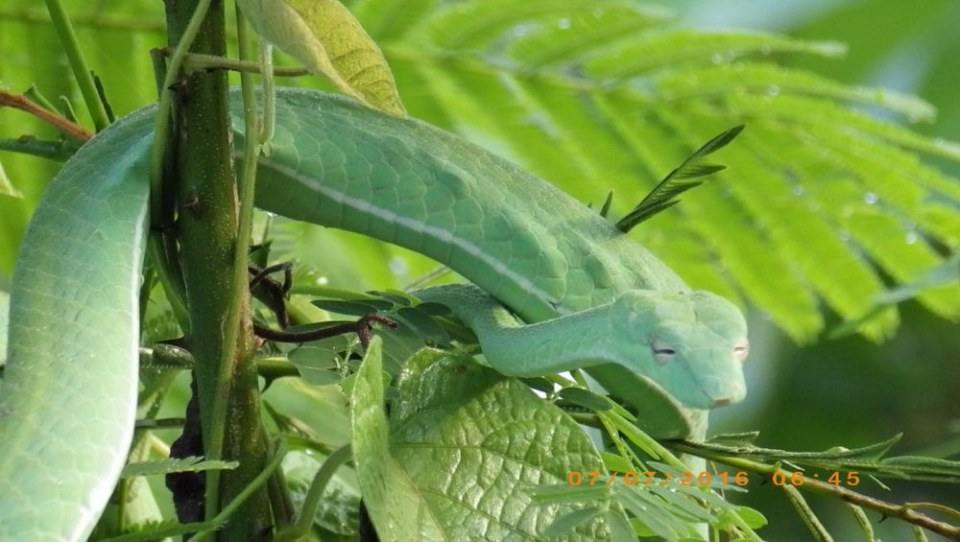 Green Snake งูเขียว
