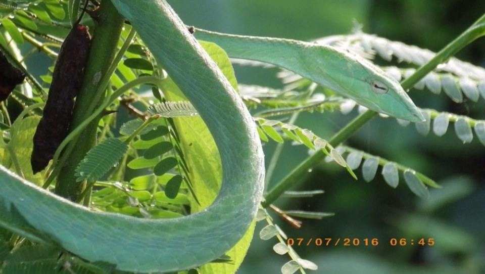 Green Snake งูเขียว