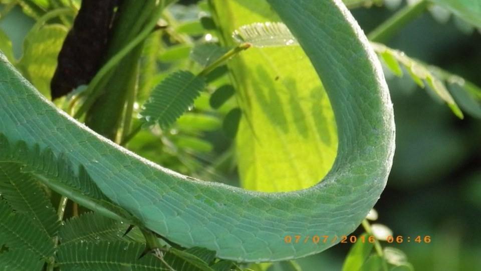 Green Snake งูเขียว