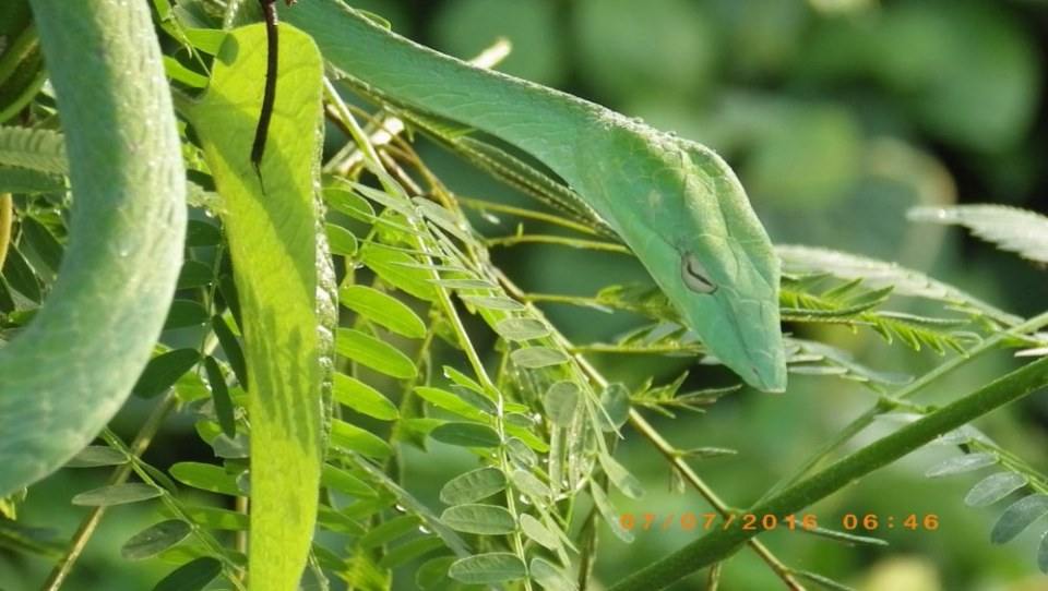 Green Snake งูเขียว