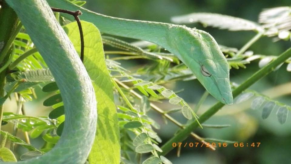 Green Snake งูเขียว