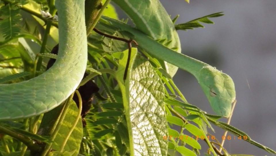 Green Snake งูเขียว
