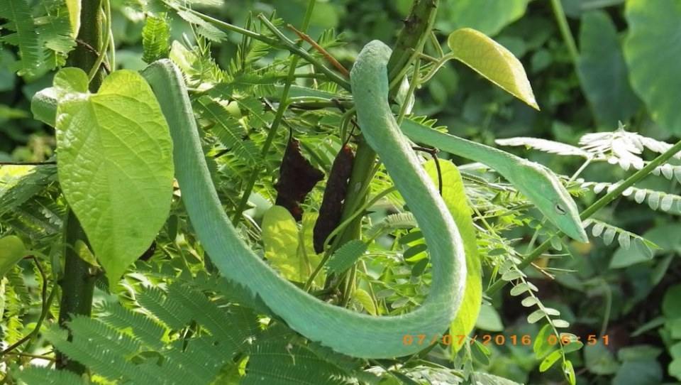 Green Snake งูเขียว