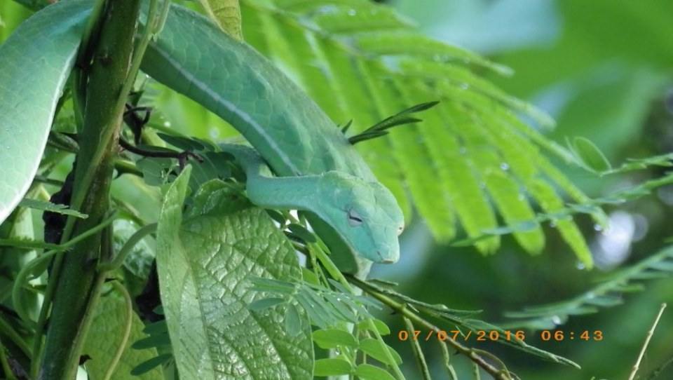 Green Snake งูเขียว