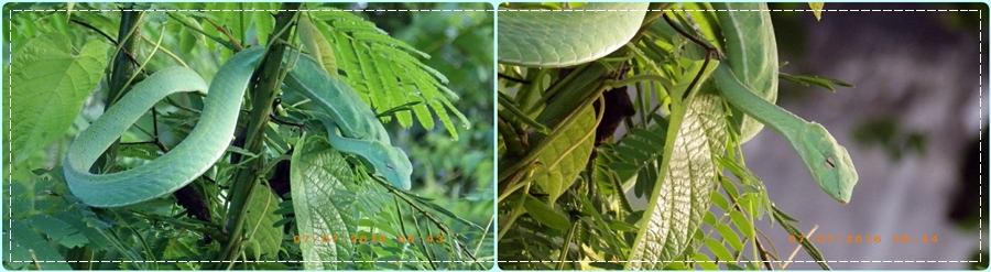 Green Snake งูเขียว