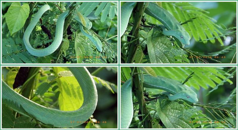 Green Snake งูเขียว