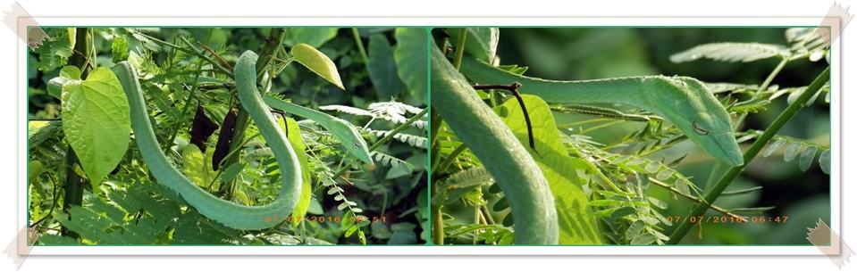 Green Snake งูเขียว