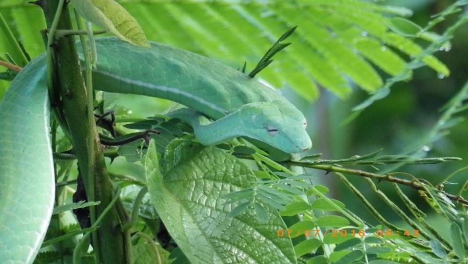 Green Snake งูเขียว