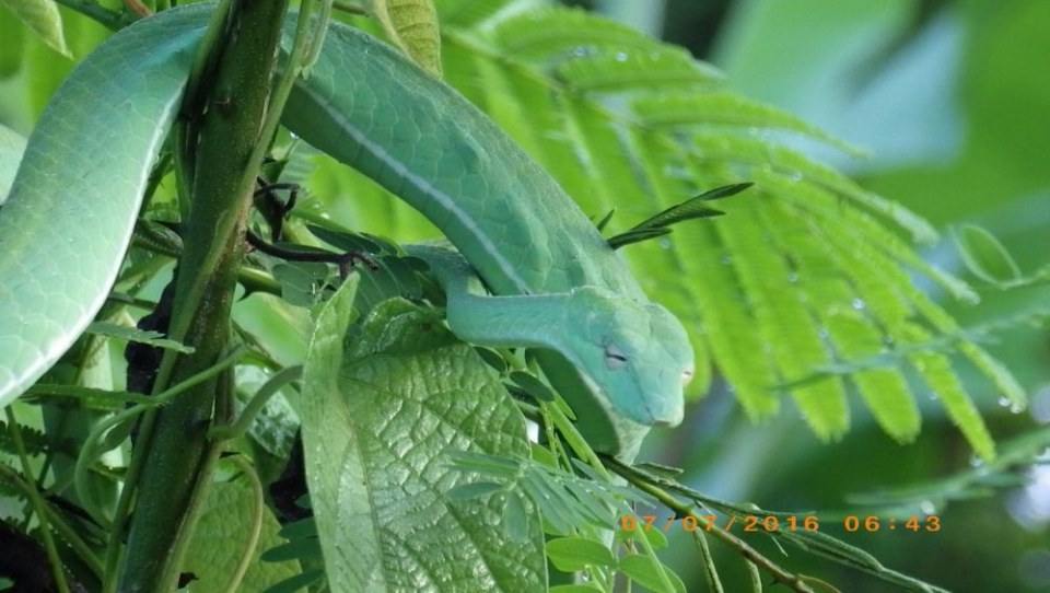 Green Snake งูเขียว