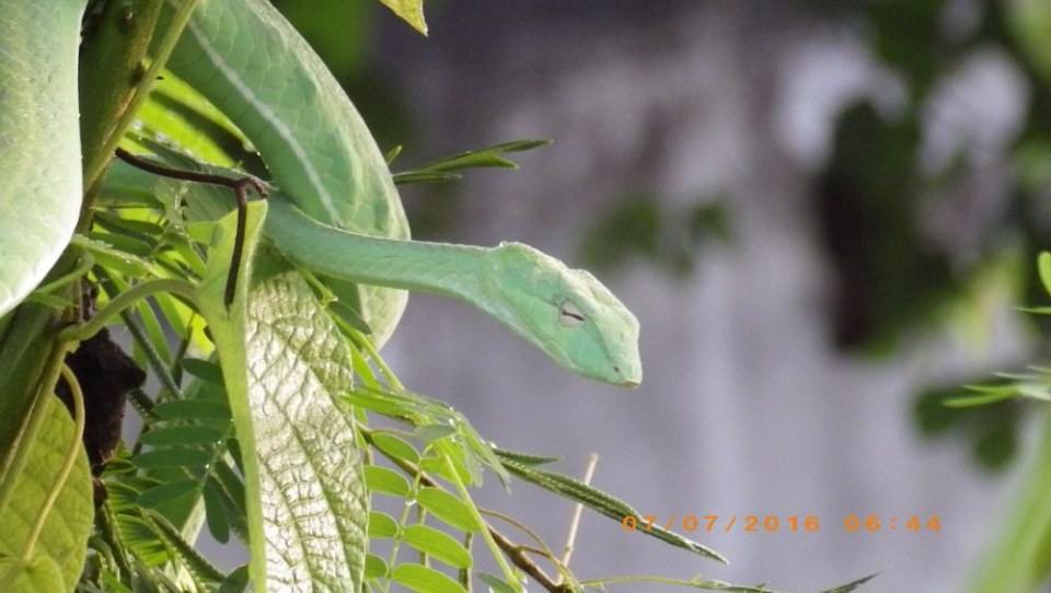 Green Snake งูเขียว