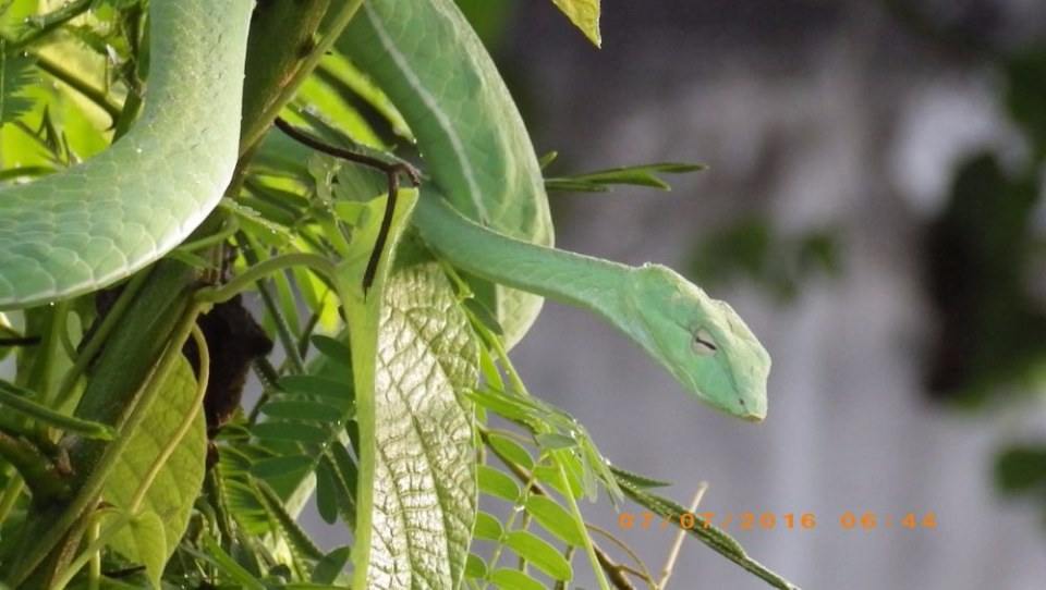 Green Snake งูเขียว