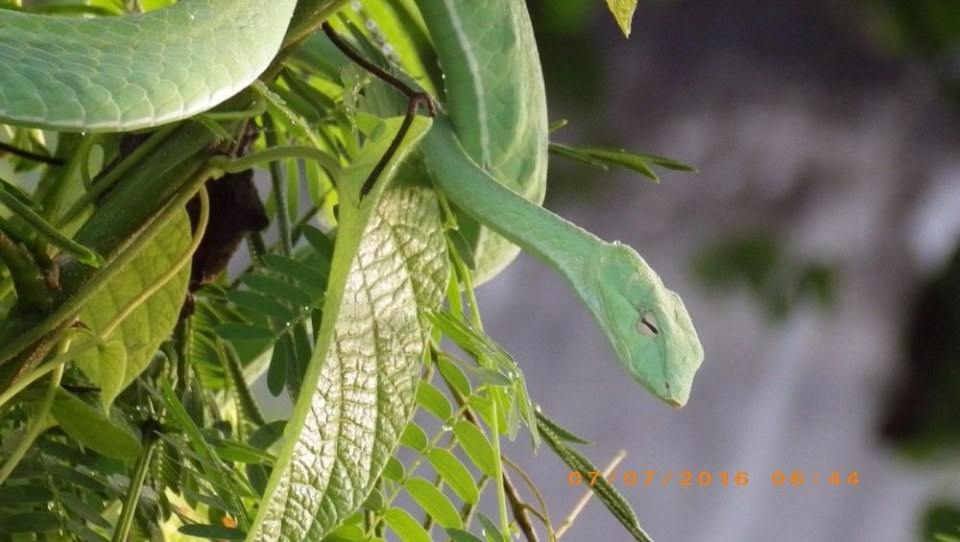 Green Snake งูเขียว