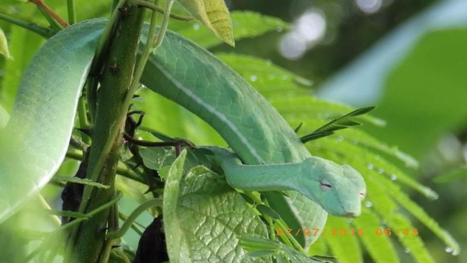 Green Snake งูเขียว