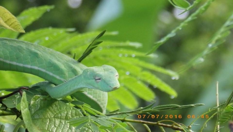 Green Snake งูเขียว