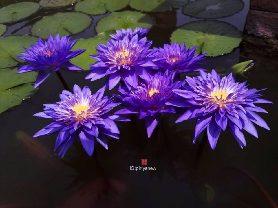 สระบัว"ระเบียงชะนี"
