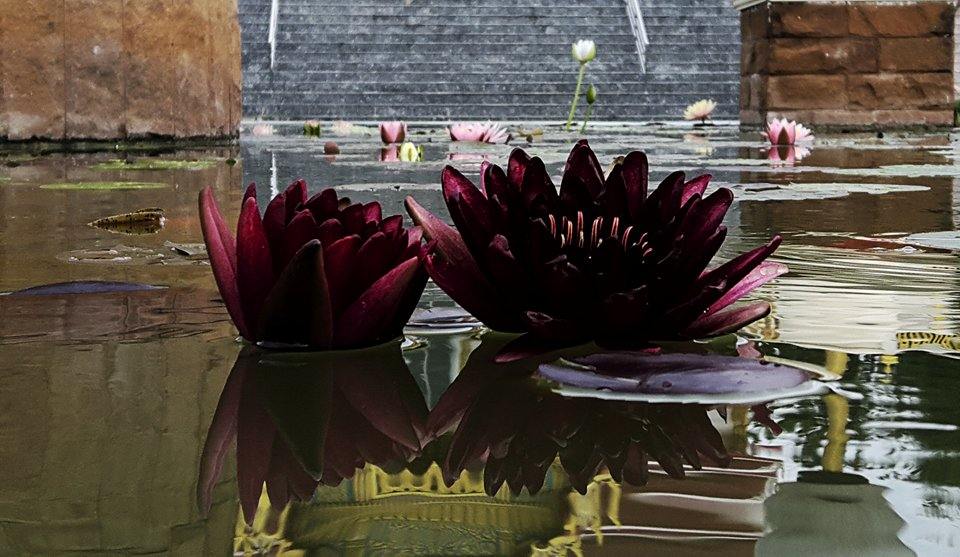บัวสีดำธรรมชาติ Nymphaea 'Black Princesss