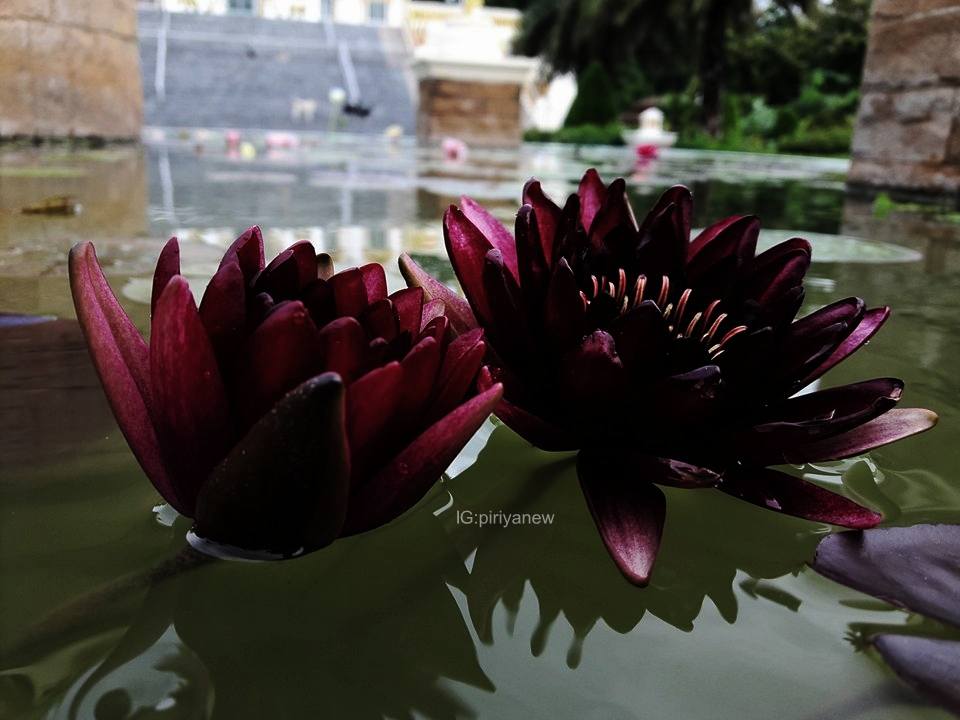 บัวสีดำธรรมชาติ Nymphaea 'Black Princesss