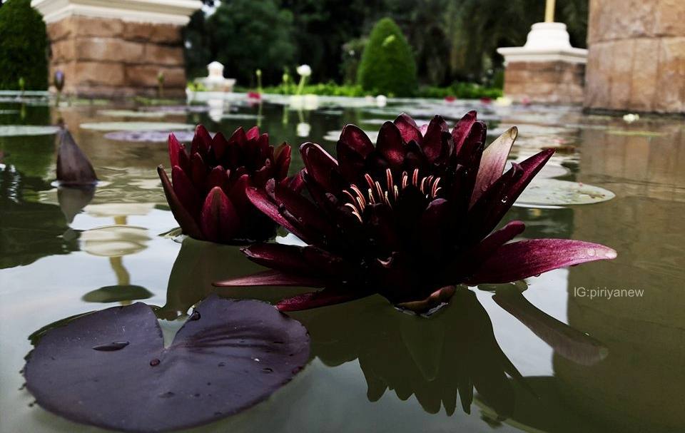 บัวสีดำธรรมชาติ Nymphaea 'Black Princesss