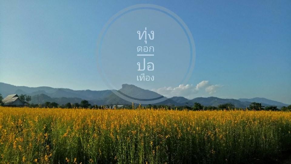 ทุ่งดอกปอเทือง@แม่สาย