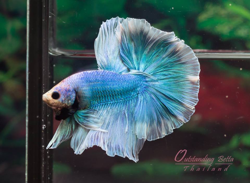 Gizzle Green Turquoise Hm