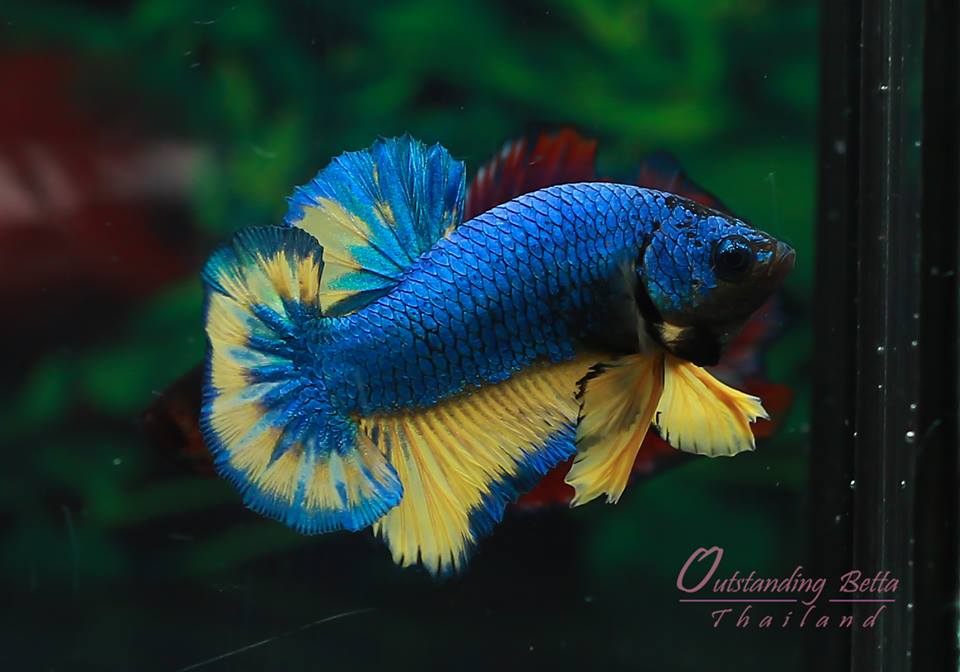 Dragon Mastard Hmpk