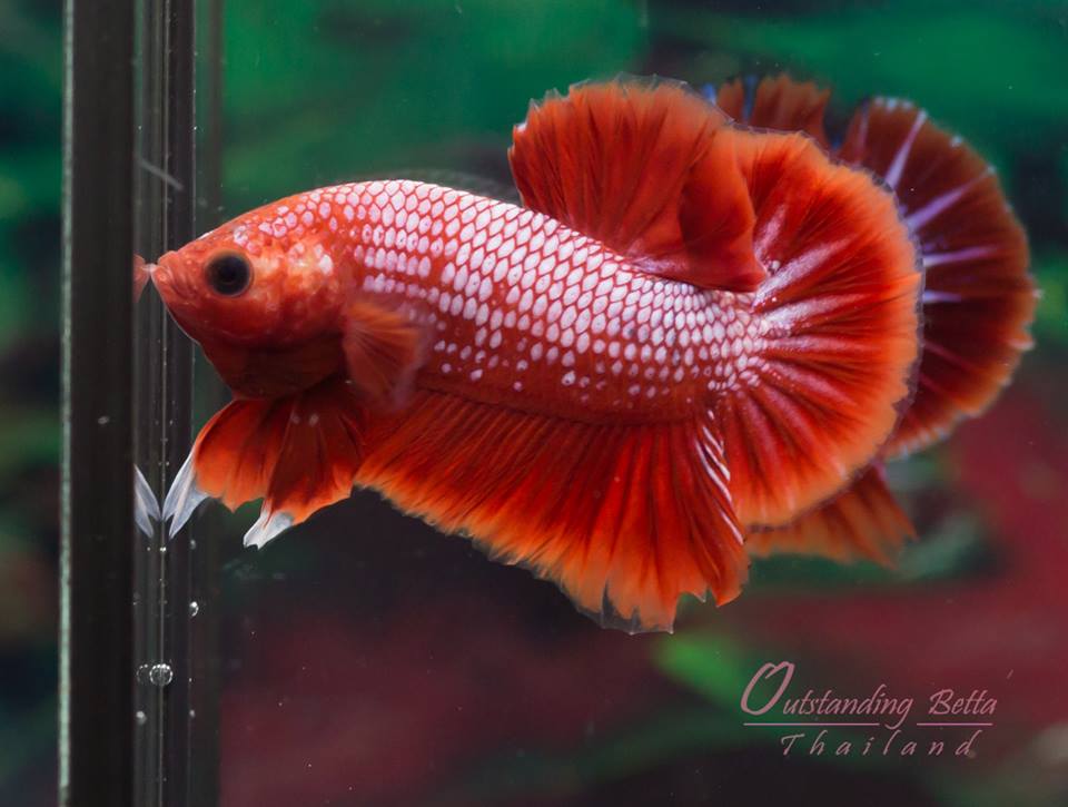 Fancy Red Dragon Hm