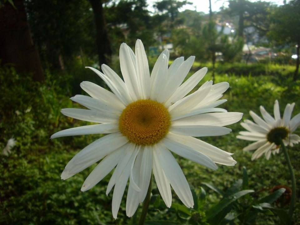 ดอกไม้สวยๆ