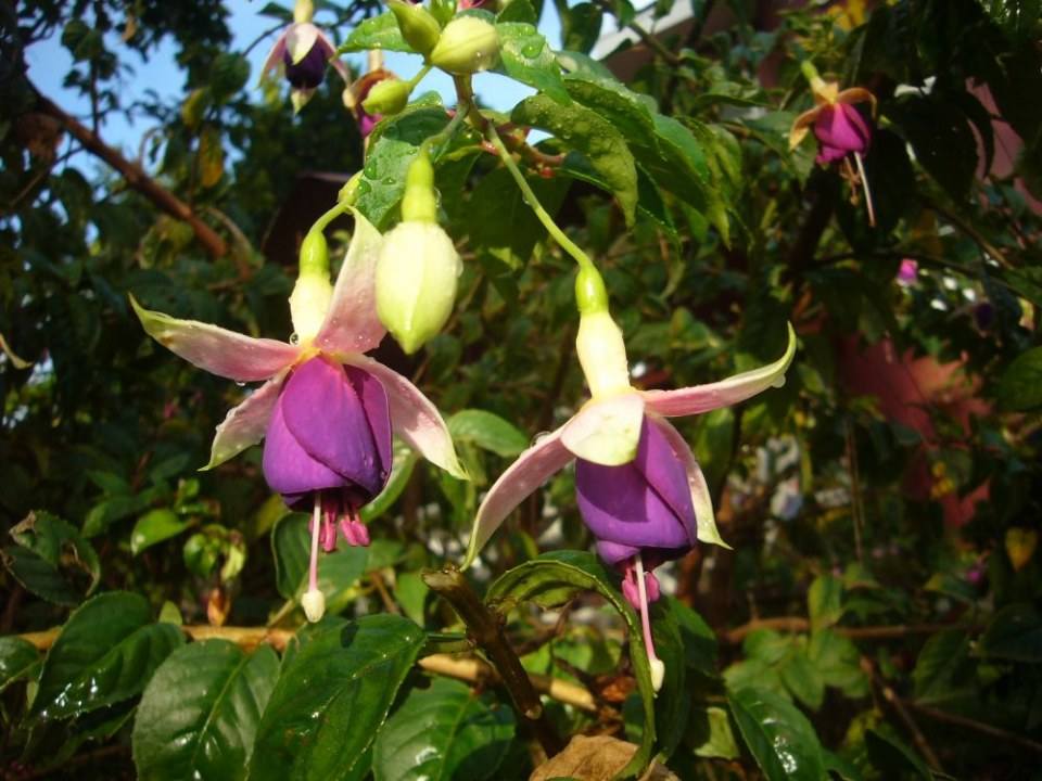 ดอกไม้สวยๆ