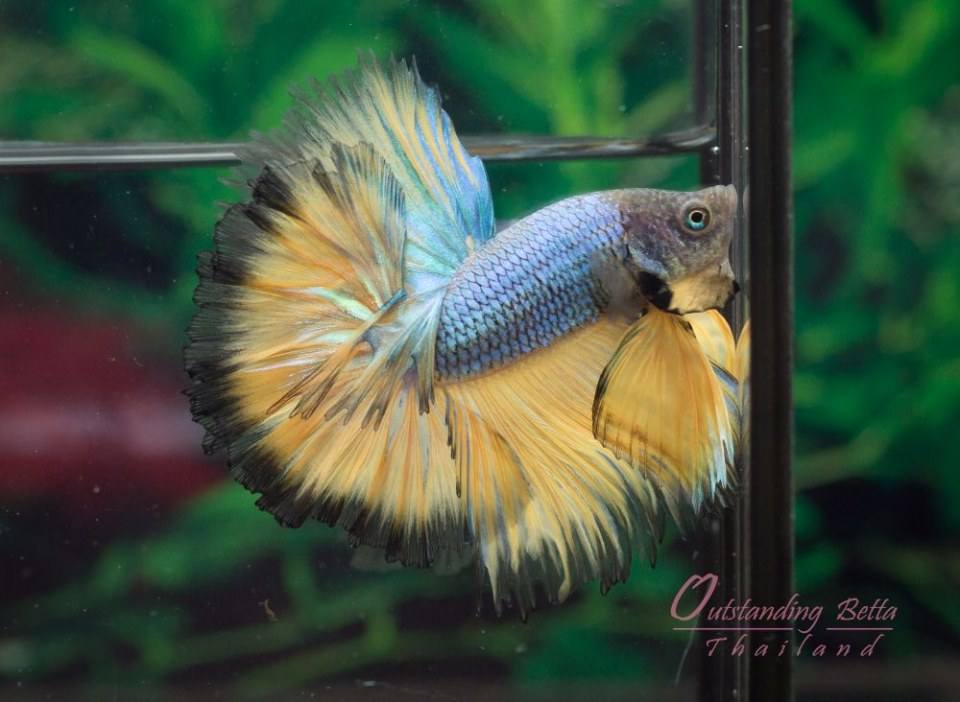 Outstanding Betta Thailand 01