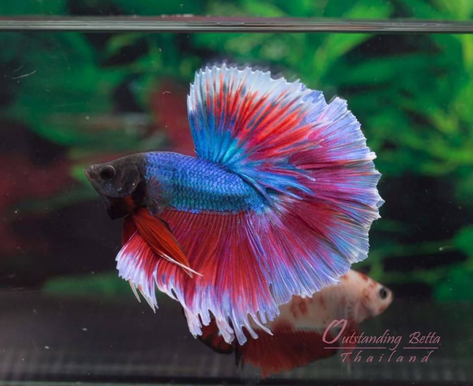 Outstanding Betta Thailand 01