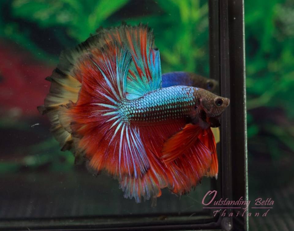 Outstanding Betta Thailand 01