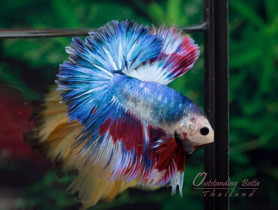 Outstanding Betta Thailand 01