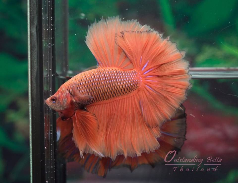 Outstanding Betta Thailand 01