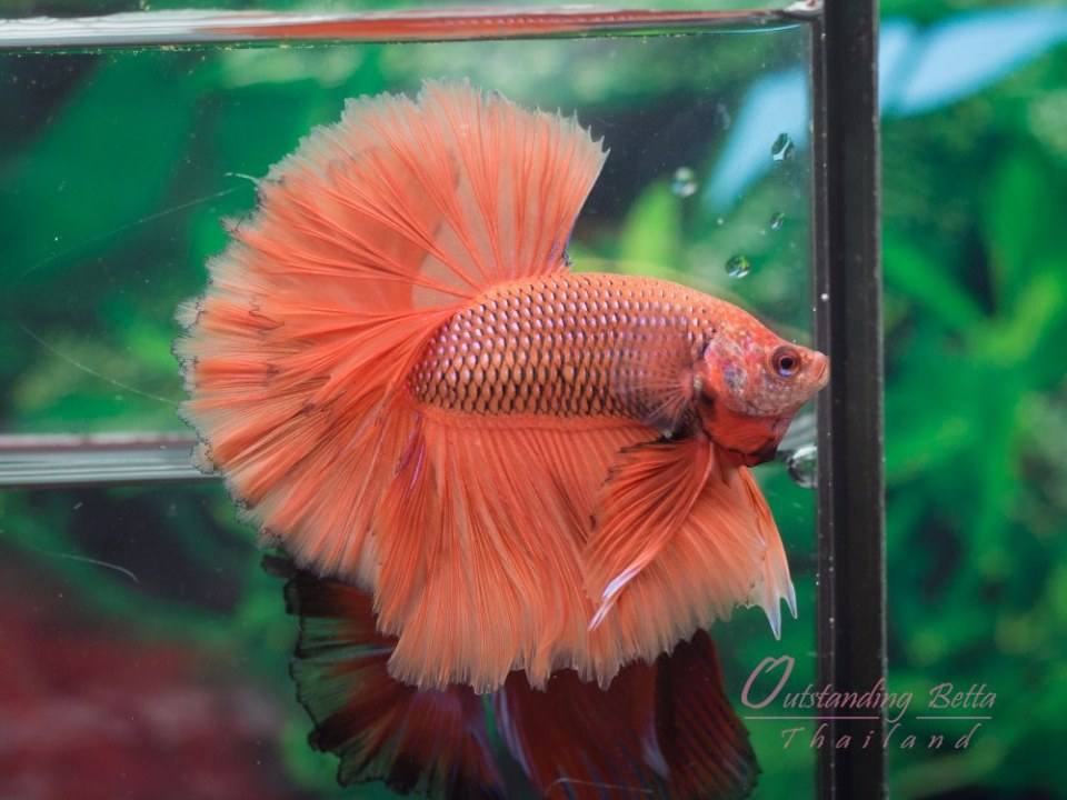 Outstanding Betta Thailand 01