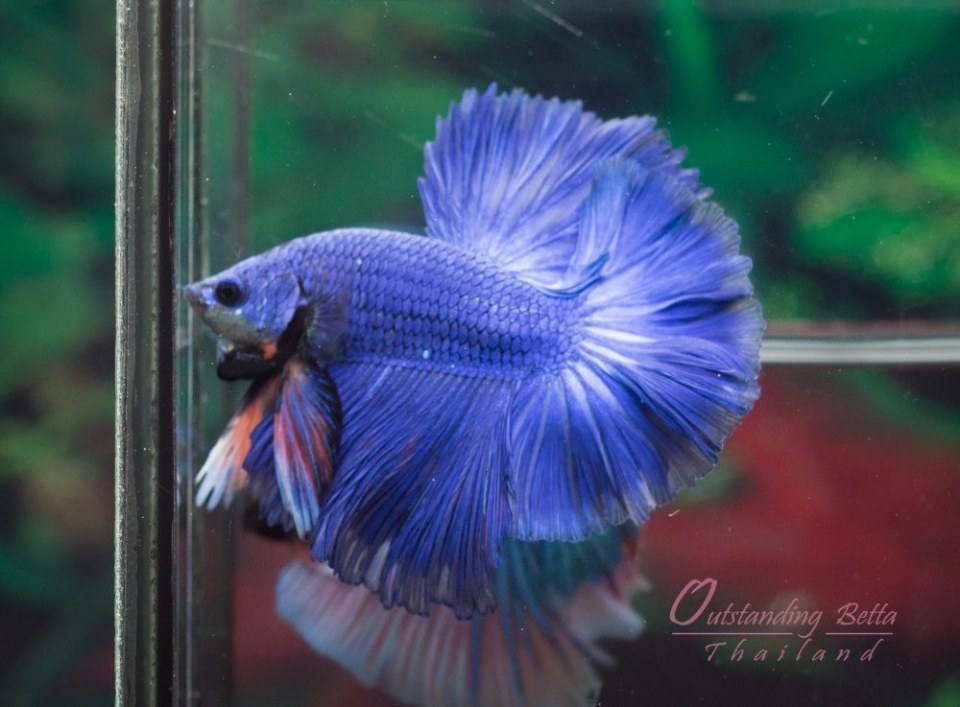 Outstanding Betta Thailand 01