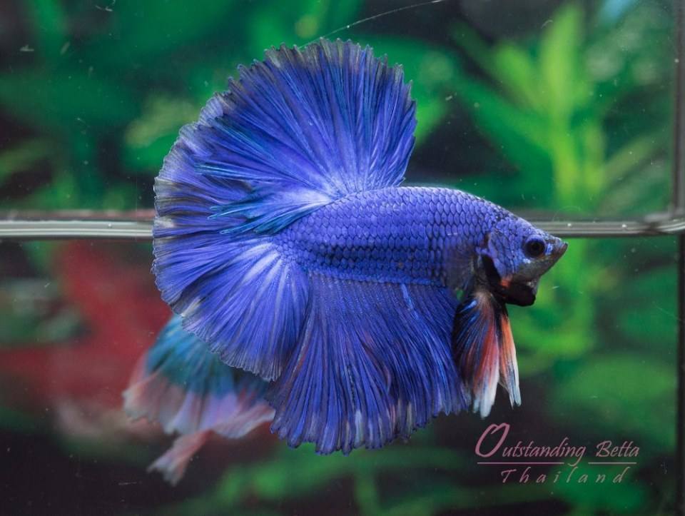 Outstanding Betta Thailand 01
