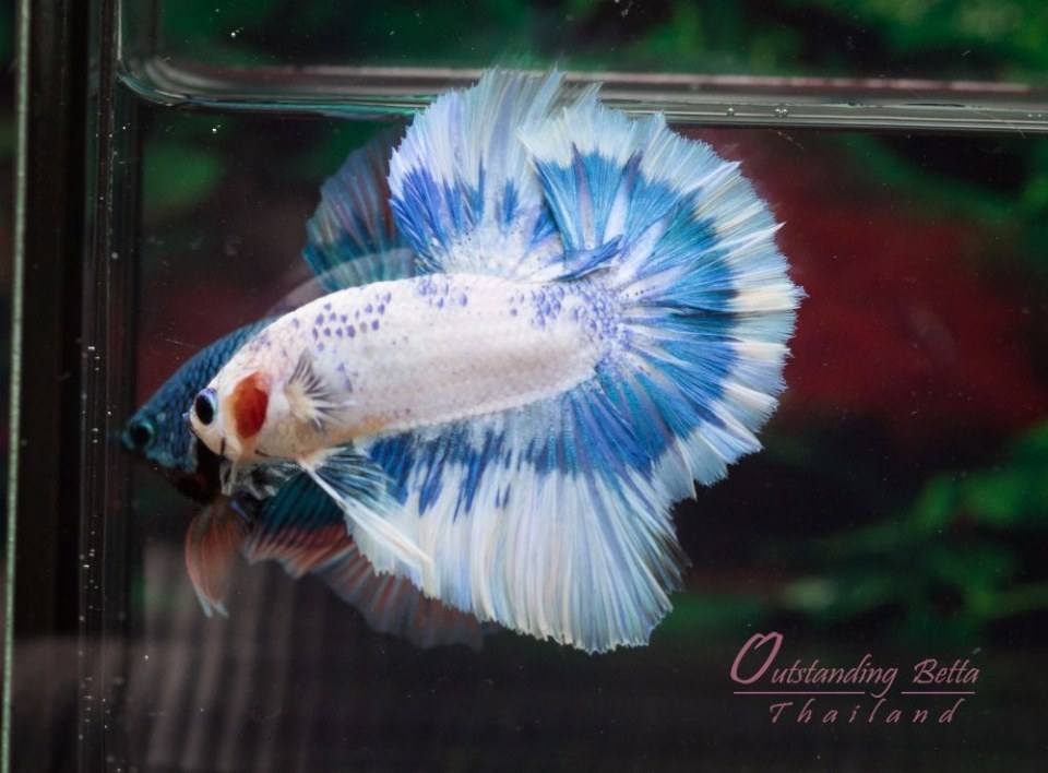 Outstanding Betta Thailand 01